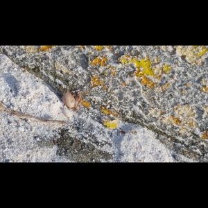 Meet your Posher, Angel